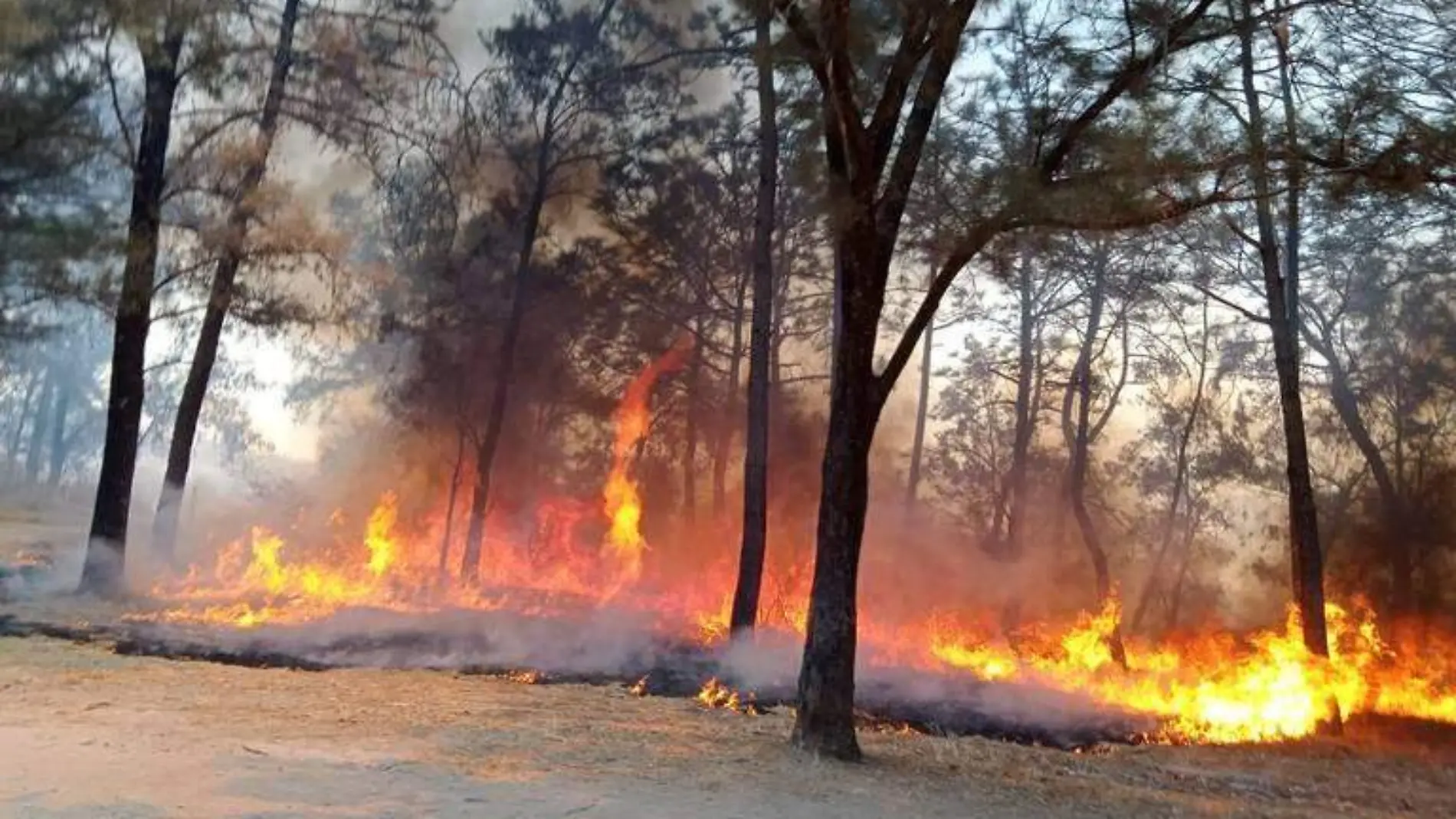 Incendio Forestal Foto. Archivo El Occidental